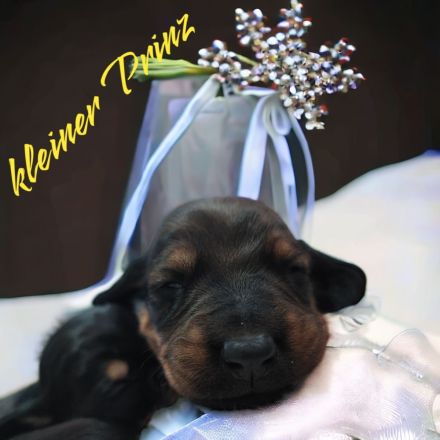 3 süße Dackelwelpen suchen ihr zu Hause