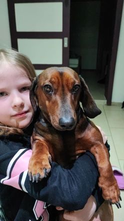 3 süße Dackelwelpen suchen ihr zu Hause