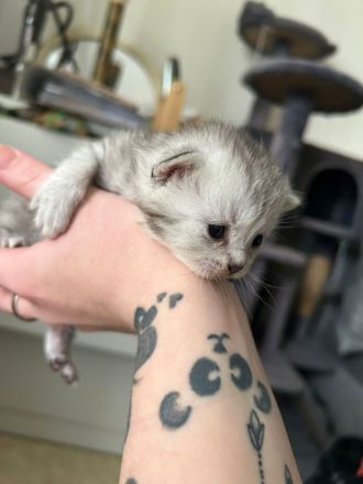 Kitten Katzenbabys Britisch Langhaar/ Eu Kurzhaar Mix