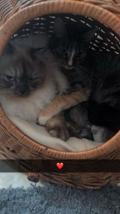 Kitten Katzenbabys Britisch Langhaar/ Eu Kurzhaar Mix