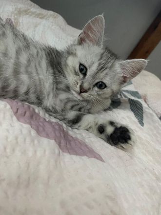 Kitten Katzenbabys Britisch Langhaar/ Eu Kurzhaar Mix