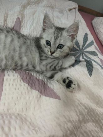 Kitten Katzenbabys Britisch Langhaar/ Eu Kurzhaar Mix