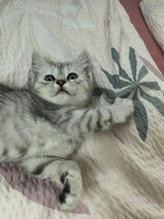 Kitten Katzenbabys Britisch Langhaar/ Eu Kurzhaar Mix