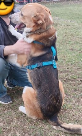 Buddy, 2 Jahre, sucht Happy-Home