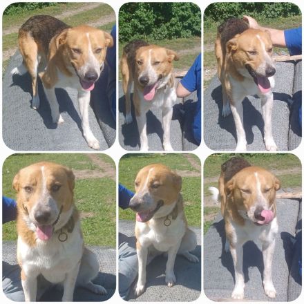 Buddy, 2 Jahre, sucht Happy-Home