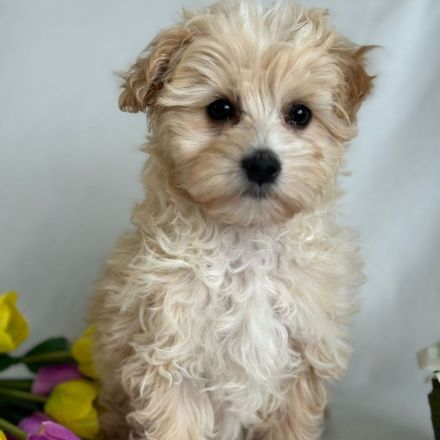 Maltipoo