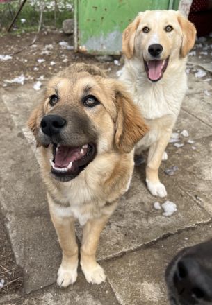 Thia und Luana, geb. ca. 10/2023, lebt in GRIECHENLAND