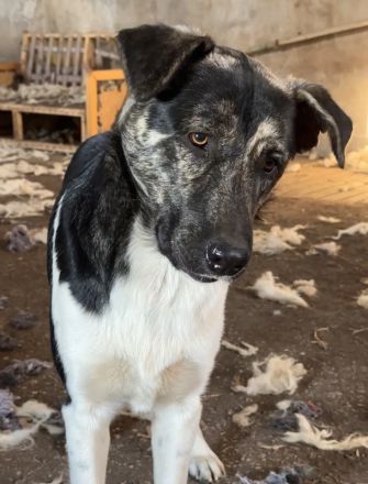 Lady, Kaiser, Baron geb. ca. 12/2023, lebt in GRIECHENLAND, notdürftige Versorgung