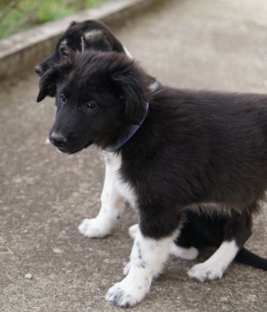 Lady, Kaiser, Baron geb. ca. 12/2023, lebt in GRIECHENLAND, notdürftige Versorgung