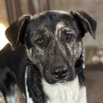 Lady, Kaiser, Baron geb. ca. 12/2023, lebt in GRIECHENLAND, notdürftige Versorgung