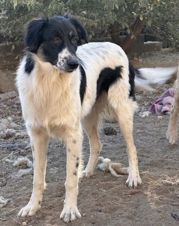 Lady, Kaiser, Baron geb. ca. 12/2023, lebt in GRIECHENLAND, notdürftige Versorgung