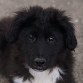 Lady, Kaiser, Baron geb. ca. 12/2023, lebt in GRIECHENLAND, notdürftige Versorgung