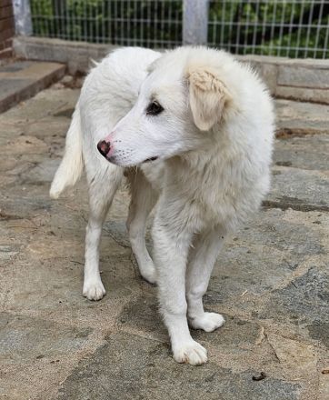 Frauke und Fenri, geb. ca. 11/2023, lebt in GRIECHENLAND, auf einer privaten Pflegestelle