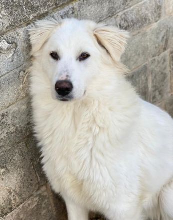 Frauke und Fenri, geb. ca. 11/2023, lebt in GRIECHENLAND, auf einer privaten Pflegestelle