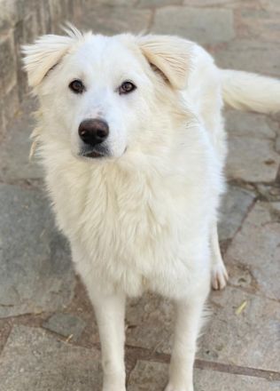 Frauke und Fenri, geb. ca. 11/2023, lebt in GRIECHENLAND, auf einer privaten Pflegestelle