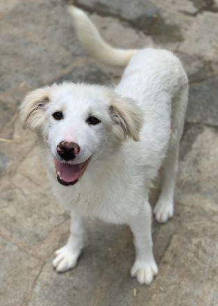 Frauke und Fenri, geb. ca. 11/2023, lebt in GRIECHENLAND, auf einer privaten Pflegestelle