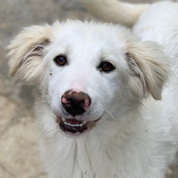 Frauke und Fenri, geb. ca. 11/2023, lebt in GRIECHENLAND, auf einer privaten Pflegestelle