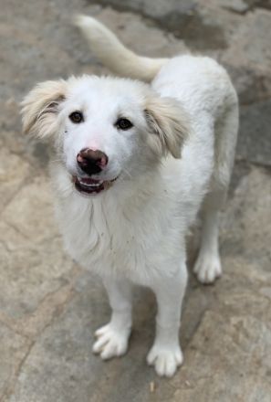 Frauke und Fenri, geb. ca. 11/2023, lebt in GRIECHENLAND, auf einer privaten Pflegestelle