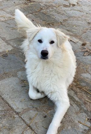 Frauke und Fenri, geb. ca. 11/2023, lebt in GRIECHENLAND, auf einer privaten Pflegestelle