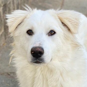 Frauke und Fenri, geb. ca. 11/2023, lebt in GRIECHENLAND, auf einer privaten Pflegestelle