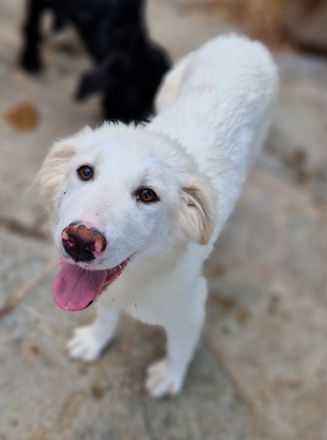 Frauke und Fenri, geb. ca. 11/2023, lebt in GRIECHENLAND, auf einer privaten Pflegestelle