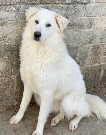 Frauke und Fenri, geb. ca. 11/2023, lebt in GRIECHENLAND, auf einer privaten Pflegestelle