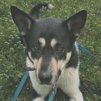 Nestor, geb. ca. 01/2023, lebt in GRIECHENLAND, auf einer privaten Pflegestelle