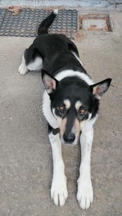 Nestor, geb. ca. 01/2023, lebt in GRIECHENLAND, auf einer privaten Pflegestelle