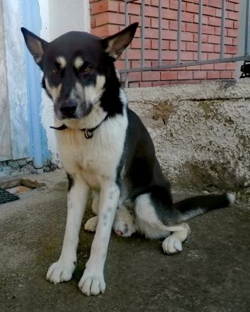 Nestor, geb. ca. 01/2023, lebt in GRIECHENLAND, auf einer privaten Pflegestelle