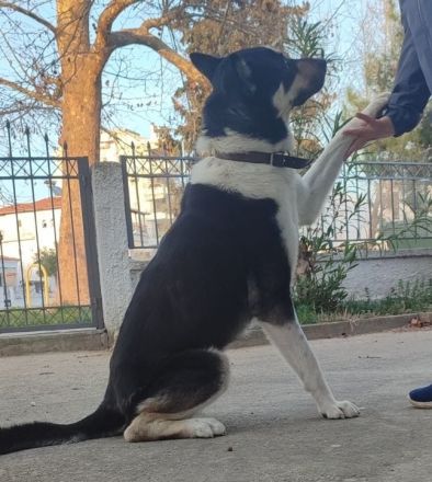 Nestor, geb. ca. 01/2023, lebt in GRIECHENLAND, auf einer privaten Pflegestelle