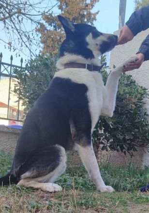 Nestor, geb. ca. 01/2023, lebt in GRIECHENLAND, auf einer privaten Pflegestelle