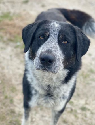 Malik, geb. ca.02/2022, lebt in GRIECHENLAND, im städt. Tierheim Serres