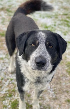 Malik, geb. ca.02/2022, lebt in GRIECHENLAND, im städt. Tierheim Serres