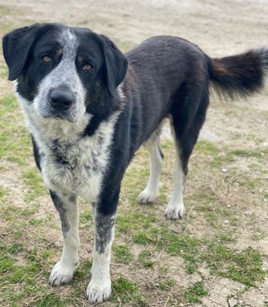 Malik, geb. ca.02/2022, lebt in GRIECHENLAND, im städt. Tierheim Serres