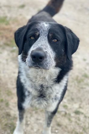 Malik, geb. ca.02/2022, lebt in GRIECHENLAND, im städt. Tierheim Serres