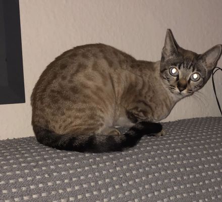 Bengal Snow Mädchen