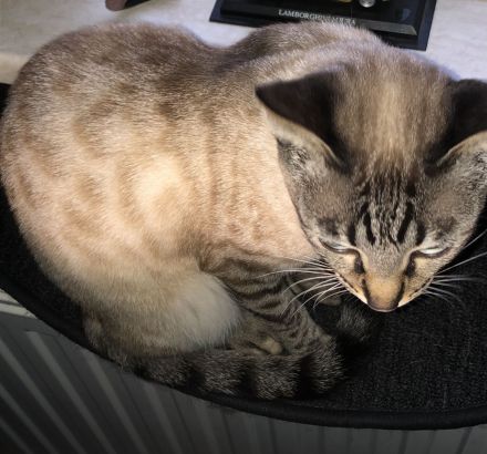 Bengal Snow Mädchen