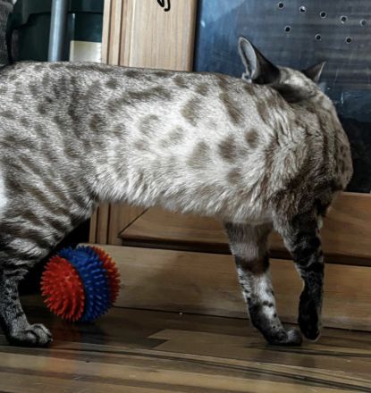 Bengal Snow Mädchen