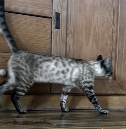 Bengal Snow Mädchen