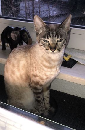 Bengal Snow Mädchen