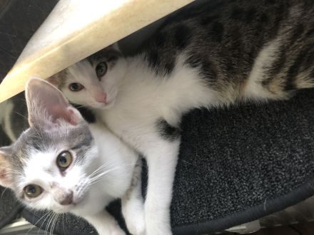 2 Brüder Bengal Snow Main coon mix Kater