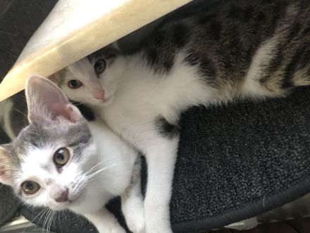 2 Brüder Bengal Snow Main coon mix Kater