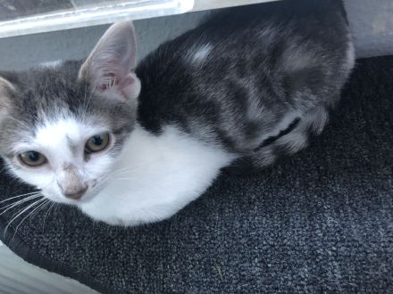 2 Brüder Bengal Snow Main coon mix Kater