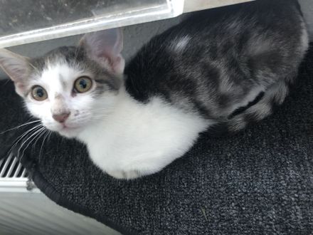 2 Brüder Bengal Snow Main coon mix Kater