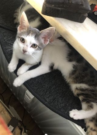 2 Brüder Bengal Snow Main coon mix Kater