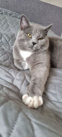 Deckkater Bkh selten Grau weiss