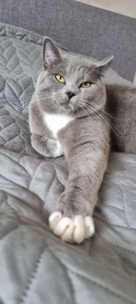 Deckkater Bkh selten Grau weiss