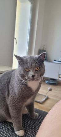 Deckkater Bkh selten Grau weiss