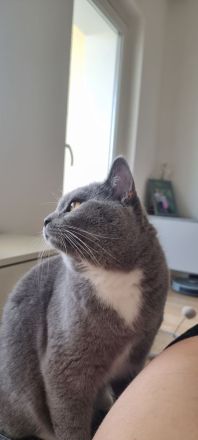 Deckkater Bkh selten Grau weiss