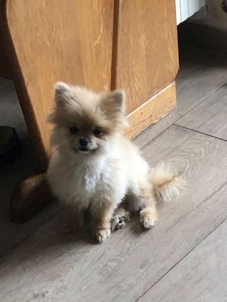 Zuckersüße Zwergspitz Hündin